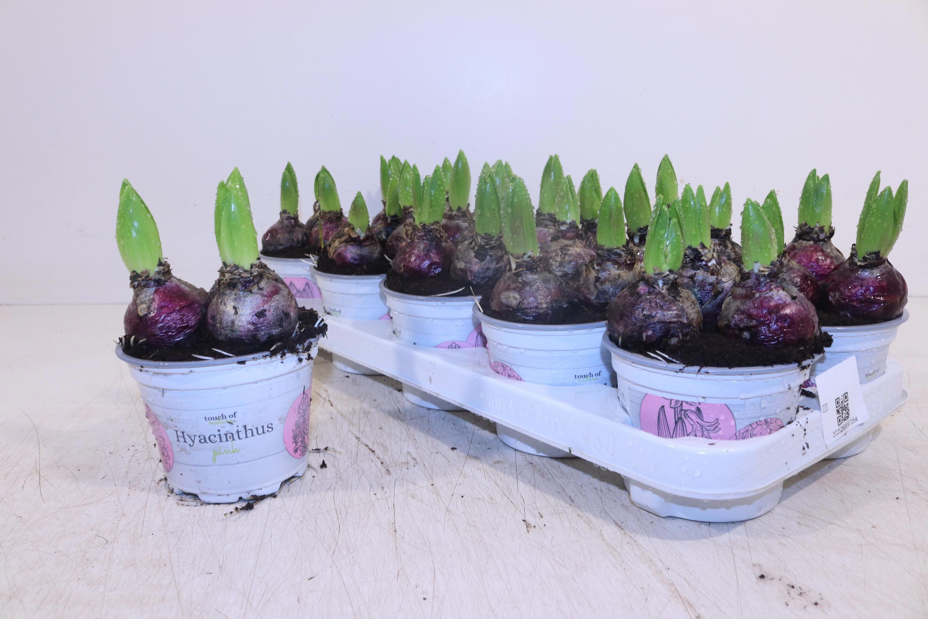 Горшечные цветы и растения оптом Hyacin Pink Pearl от 10шт из Голландии с доставкой по России