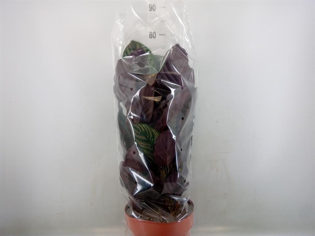 Горшечные цветы и растения оптом Calathea Makoyana от 1шт из Голландии с доставкой по России