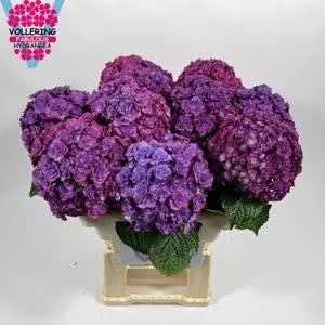 Срезанные цветы оптом Hydrangea royal anastasia от 10шт.. из Голландии с доставкой по России