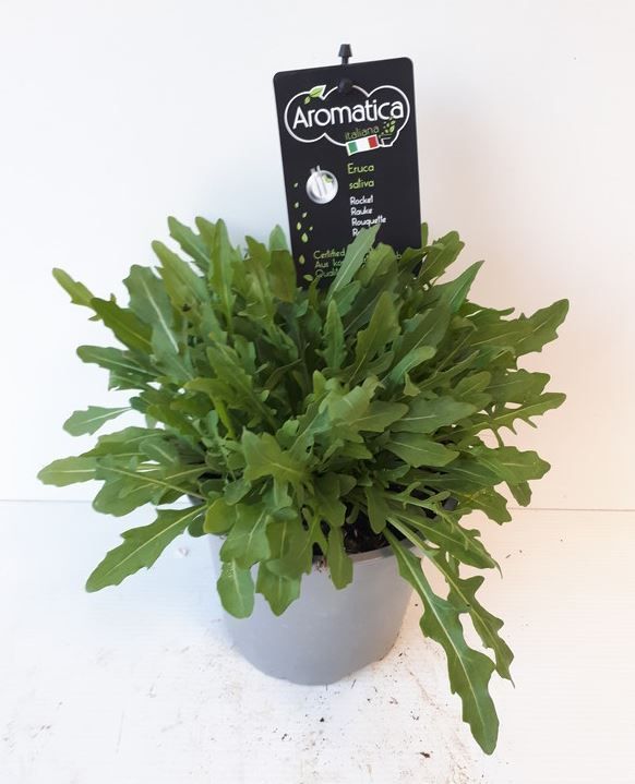 Горшечные цветы и растения оптом Tuinkruiden   ... от 8шт' из Голландии с доставкой по России