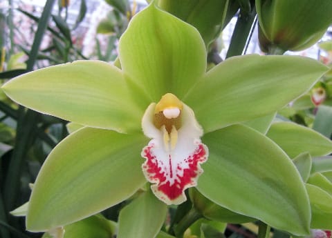 Срезанные цветы оптом Cymbidium green giant от 8шт из Голландии с доставкой по России
