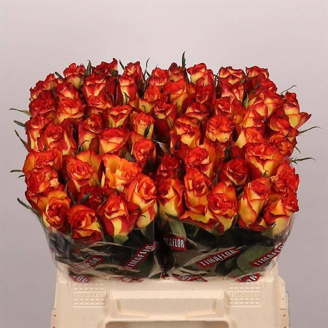 Срезанные цветы оптом Rosa large high & magic от 60шт из Голландии с доставкой по России