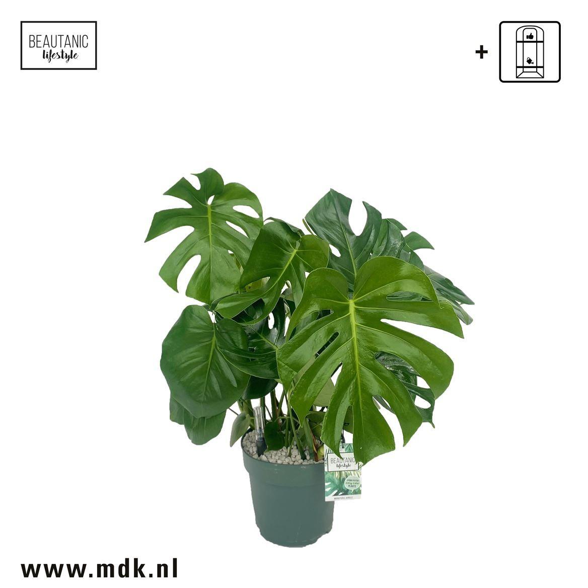 Горшечные цветы и растения оптом Monstera Deliciosa + Watermeter от 1шт из Голландии с доставкой по России