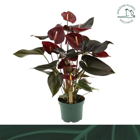 Горшечные цветы и растения оптом Anth An Delicata 6+ (amazone) от 6шт из Голландии с доставкой по России