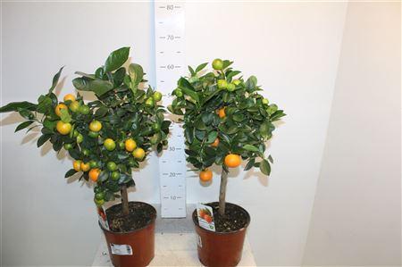 Горшечные цветы и растения оптом Citr Microcarpa 20+ от 1шт (для телеги) из Голландии с доставкой по России