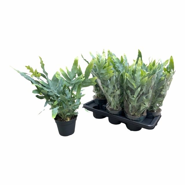 Горшечные цветы и растения оптом Phlebo A Blue Star от 7шт из Голландии с доставкой по России