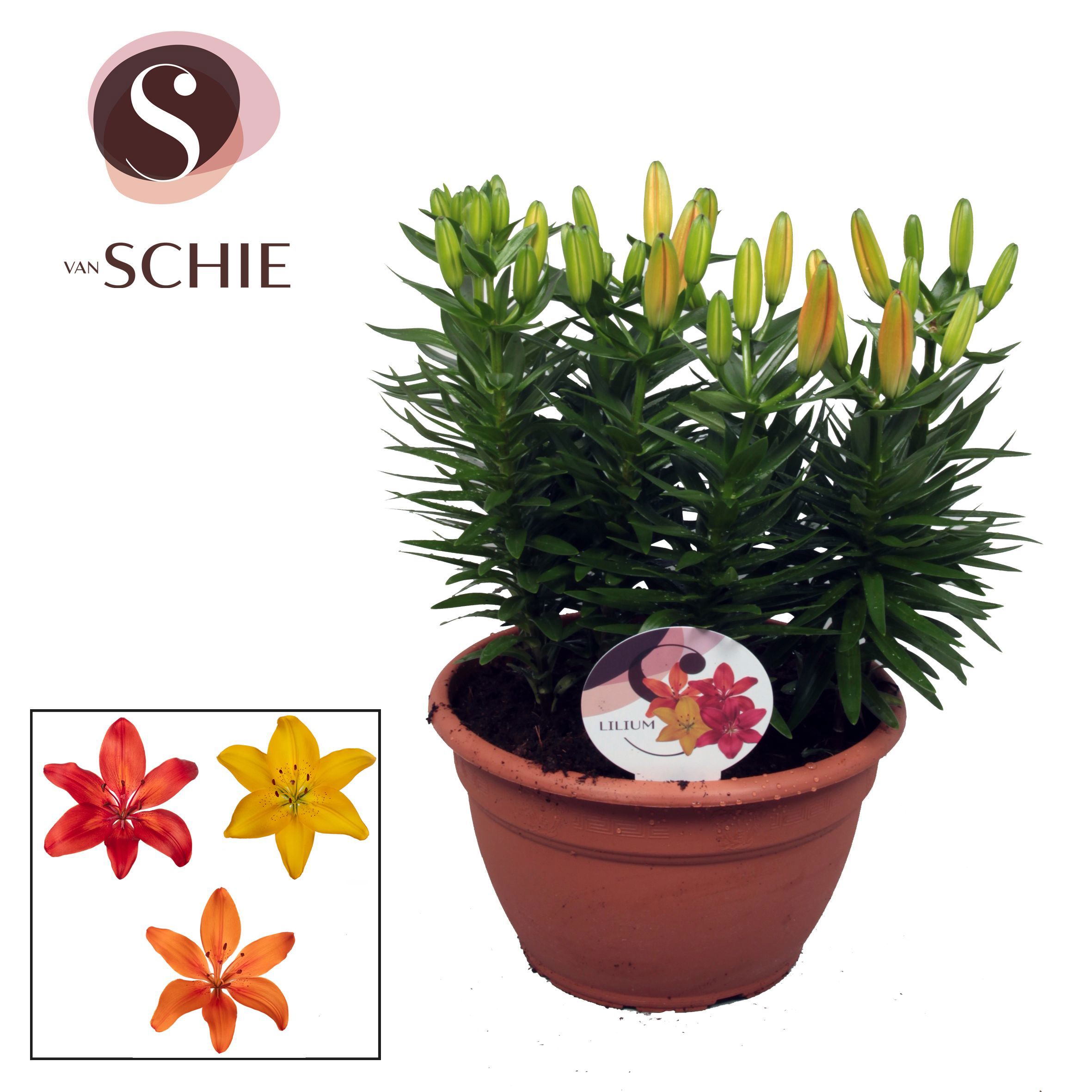 Горшечные цветы и растения оптом Lilium As Trio Mix Bowl 9pp от 1шт из Голландии с доставкой по России