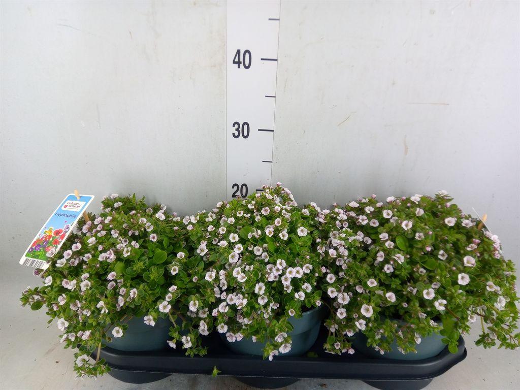 Горшечные цветы и растения оптом Gypsophila Cerastioides от 3шт из Голландии с доставкой по России
