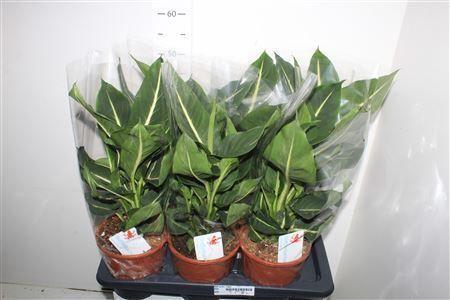 Горшечные цветы и растения оптом Dieff Green Magic от 6шт из Голландии с доставкой по России Горшечные цветы и растения оптом Dieff Green Magic от 6шт из Голландии с доставкой по России