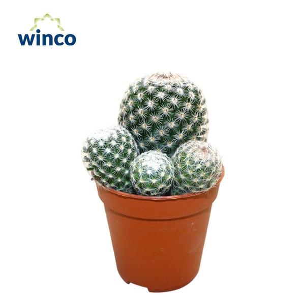 Горшечные цветы и растения оптом Mammillaria Matudae (group) от 20шт (для телеги) из Голландии с доставкой по России