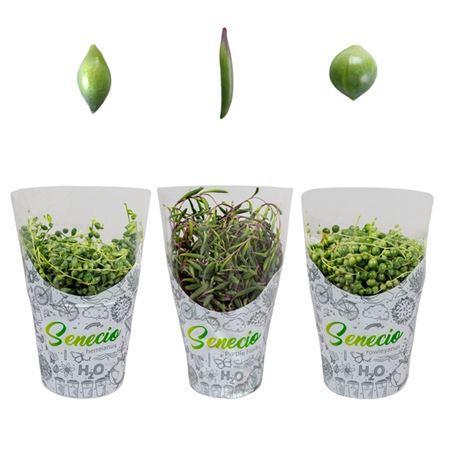Горшечные цветы и растения оптом Senecio Mix In H2o Hoes от 6шт из Голландии с доставкой по России