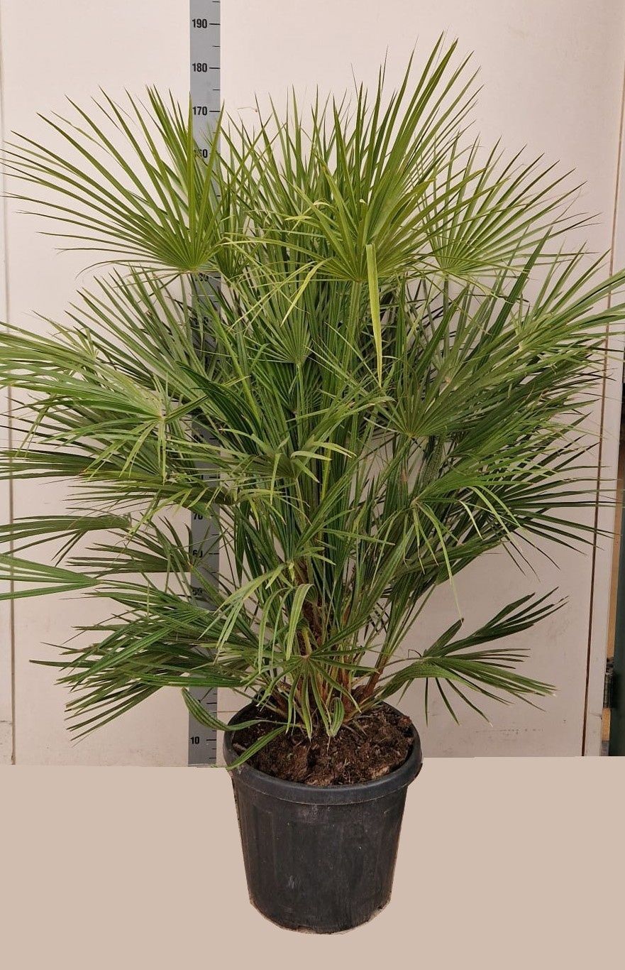 Горшечные цветы и растения оптом Chamaerops Humilis от 1шт из Голландии с доставкой по России