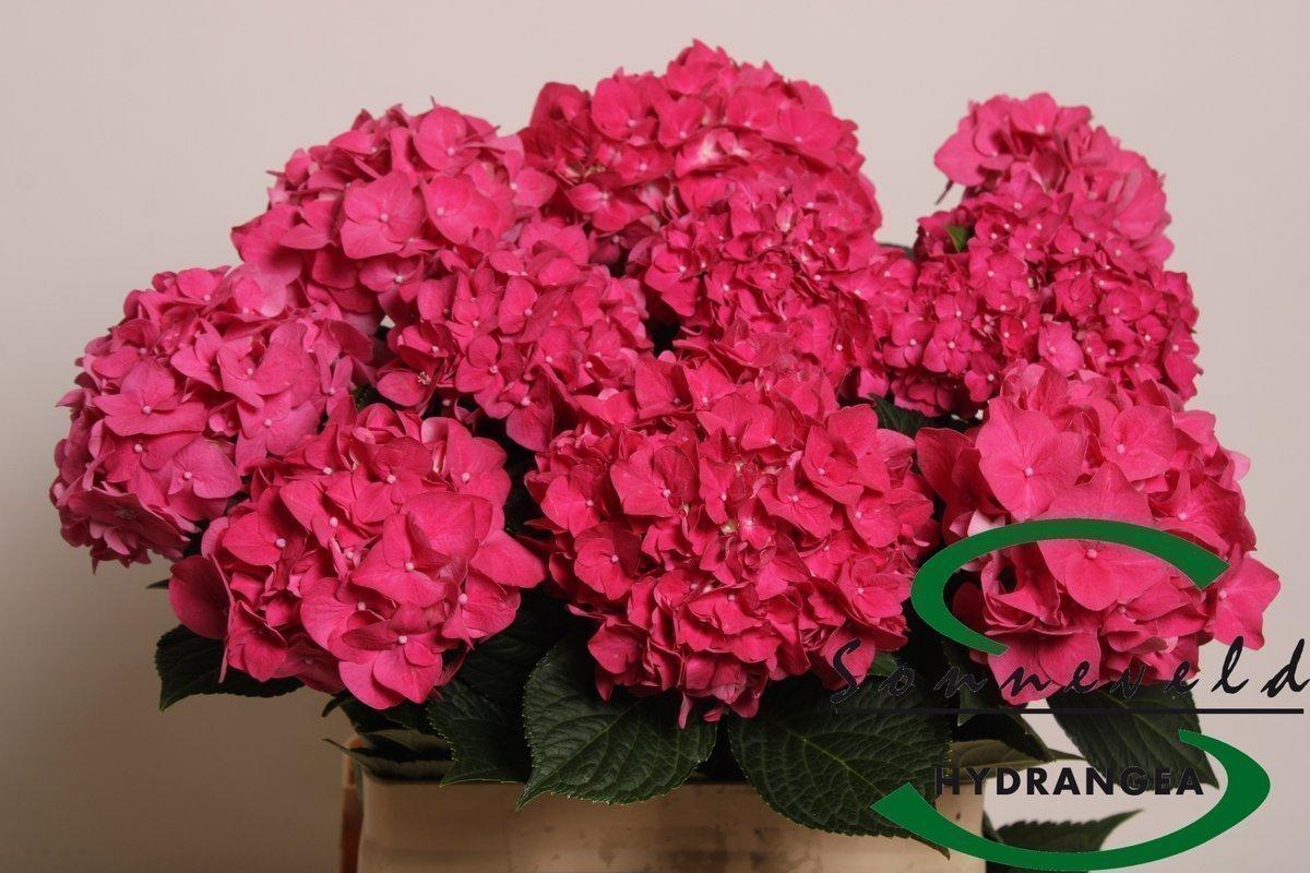 Срезанные цветы оптом Hydrangea rodeo red от 10шт. из Голландии с доставкой по России