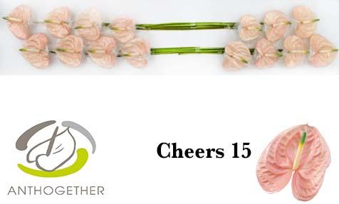 Срезанные цветы оптом Anthurium cheers от 15шт из Голландии с доставкой по России