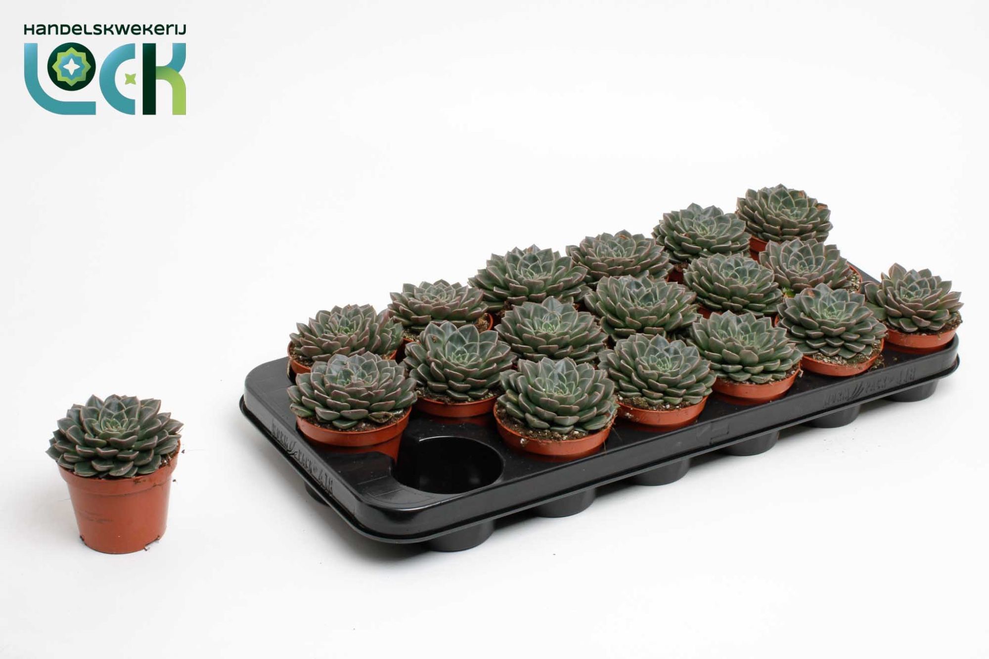 Горшечные цветы и растения оптом Echeveria Glauca от 12шт (для телеги) из Голландии с доставкой по России