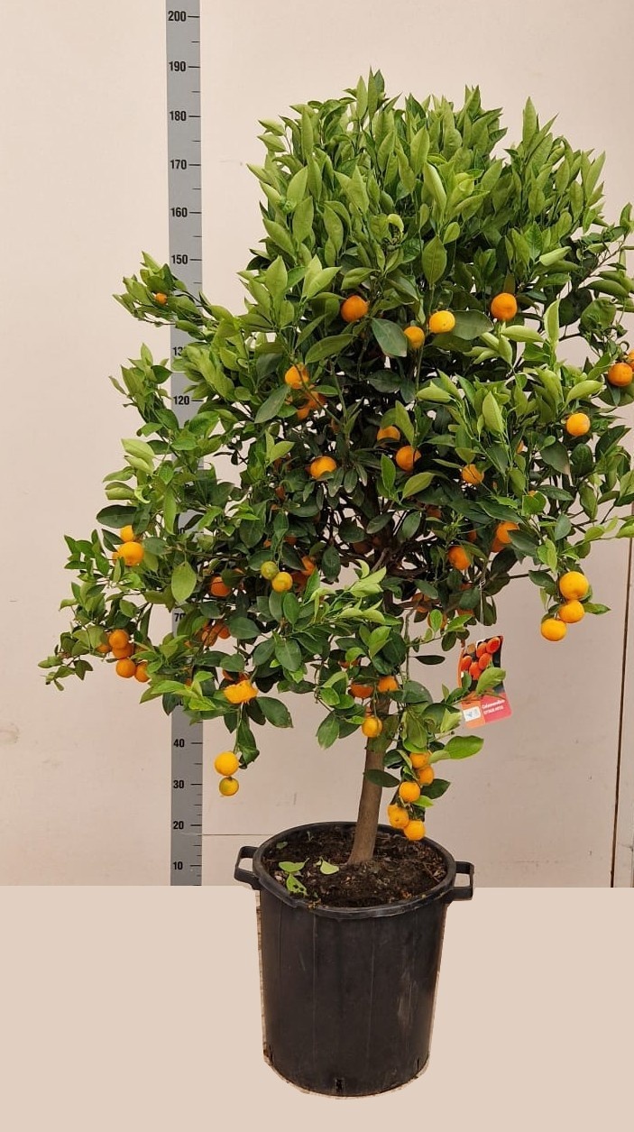 Горшечные цветы и растения оптом Citr Microcarpa от 1шт (для телеги) из Голландии с доставкой по России