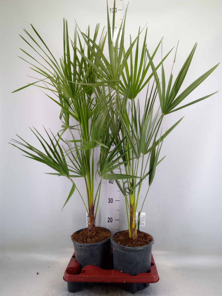 Горшечные цветы и растения оптом Chamaerops Humilis от 2шт из Голландии с доставкой по России