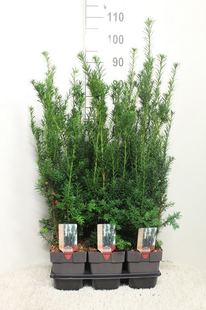 Горшечные цветы и растения оптом Taxus Baccata   ... от 6шт из Голландии с доставкой по России