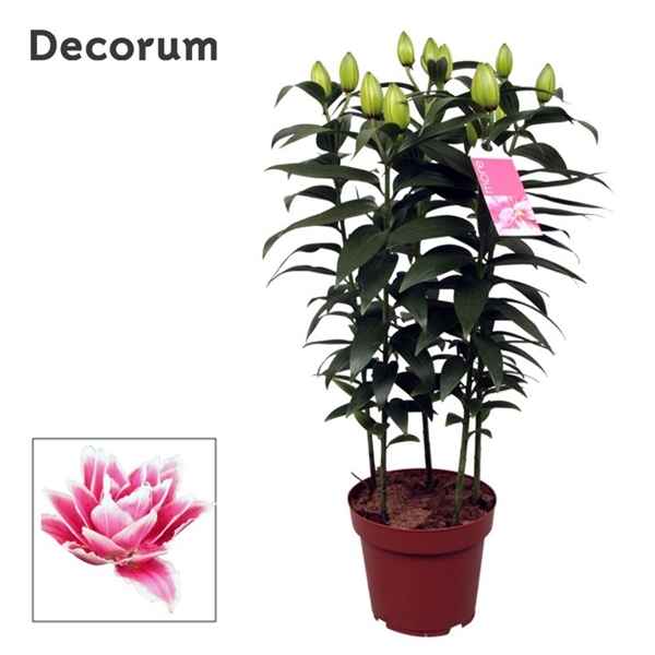 Горшечные цветы и растения оптом Lilium Or Roselily Samantha 5pp (decorum) от 5шт из Голландии с доставкой по России