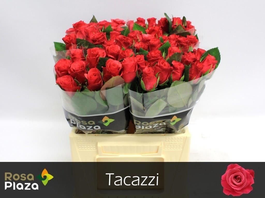 Срезанные цветы оптом Rosa large tacazzi+ от 60шт из Голландии с доставкой по России