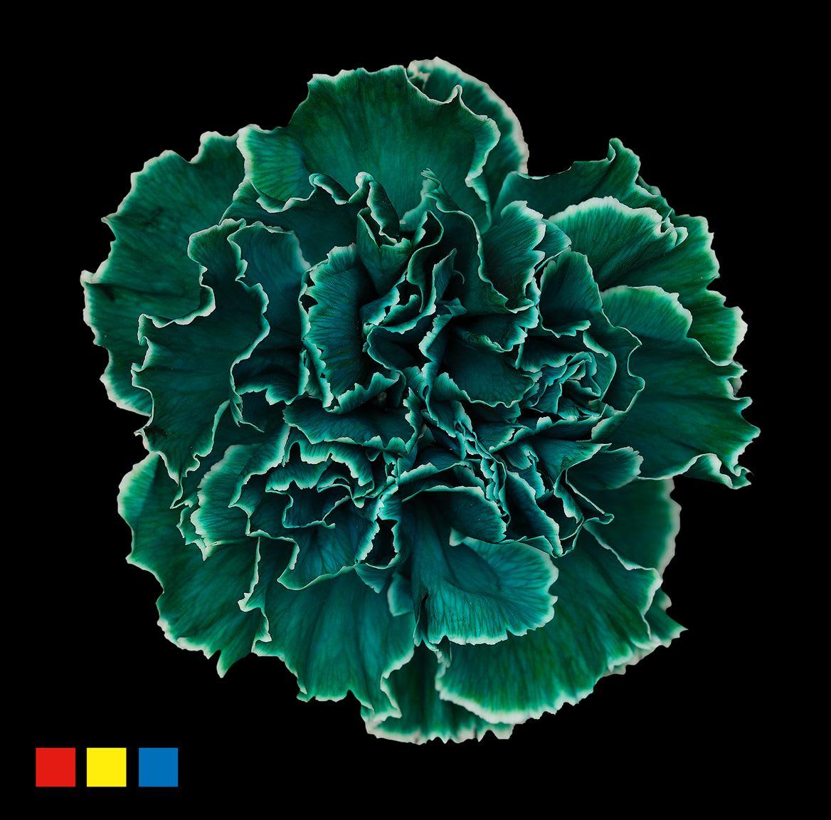 Срезанные цветы оптом Dianthus st paint ocean green от 80шт из Голландии с доставкой по России