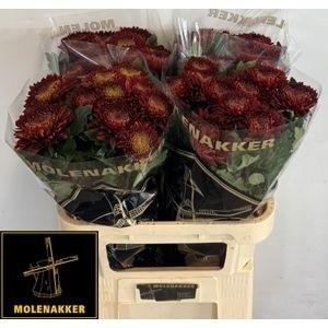 Срезанные цветы оптом Chrys bl laika red от 40шт из Голландии с доставкой по России