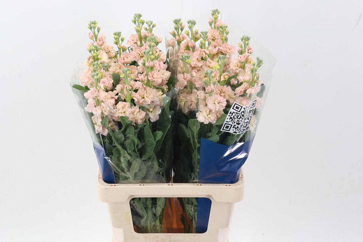 Срезанные цветы оптом Matthiola iron apricot от 20шт из Голландии с доставкой по России