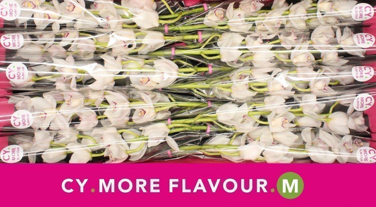 Срезанные цветы оптом Cymbidium white fair от 8шт из Голландии с доставкой по России