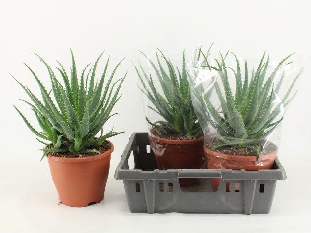 Горшечные цветы и растения оптом Aloe Arborescens от 3шт из Голландии с доставкой по России