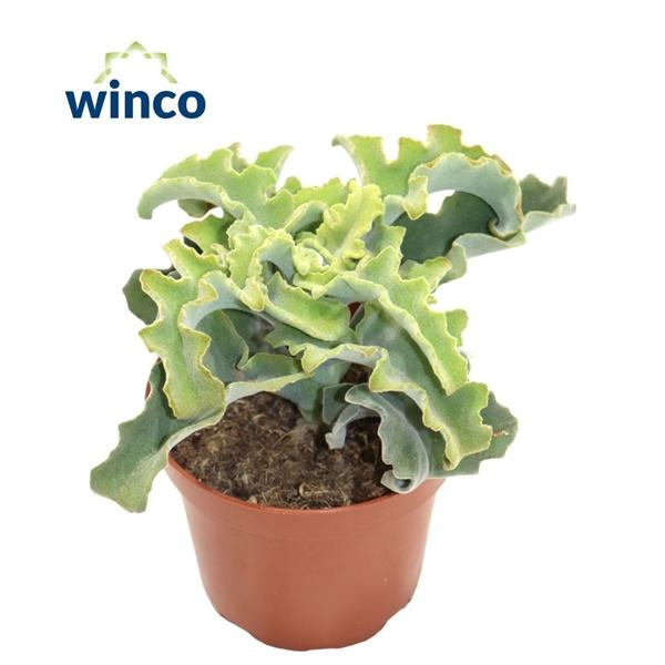 Горшечные цветы и растения оптом Kalanchoe Maltese Cross от 9шт из Голландии с доставкой по России