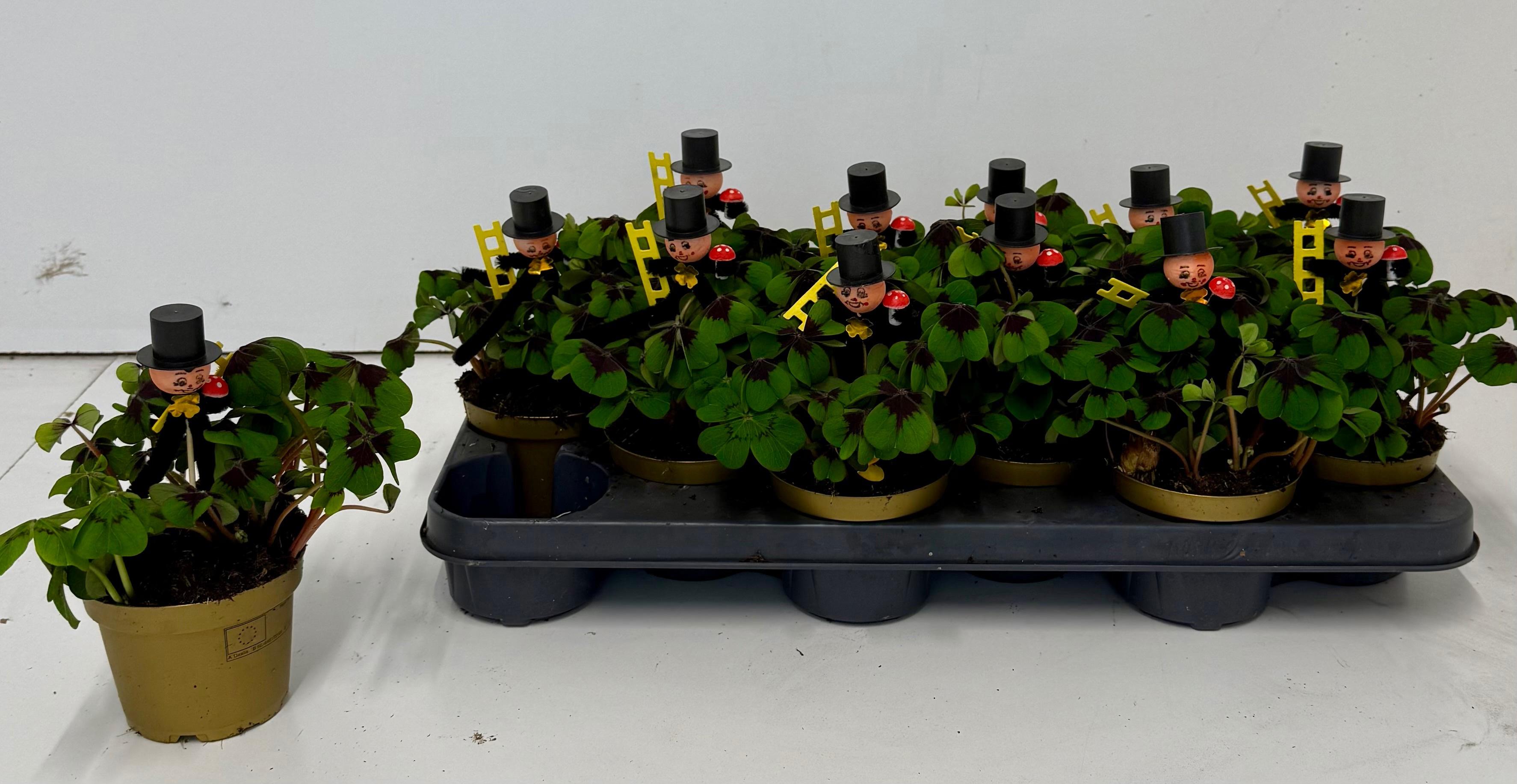 Горшечные цветы и растения оптом Oxalis Deppei от 12шт из Голландии с доставкой по России