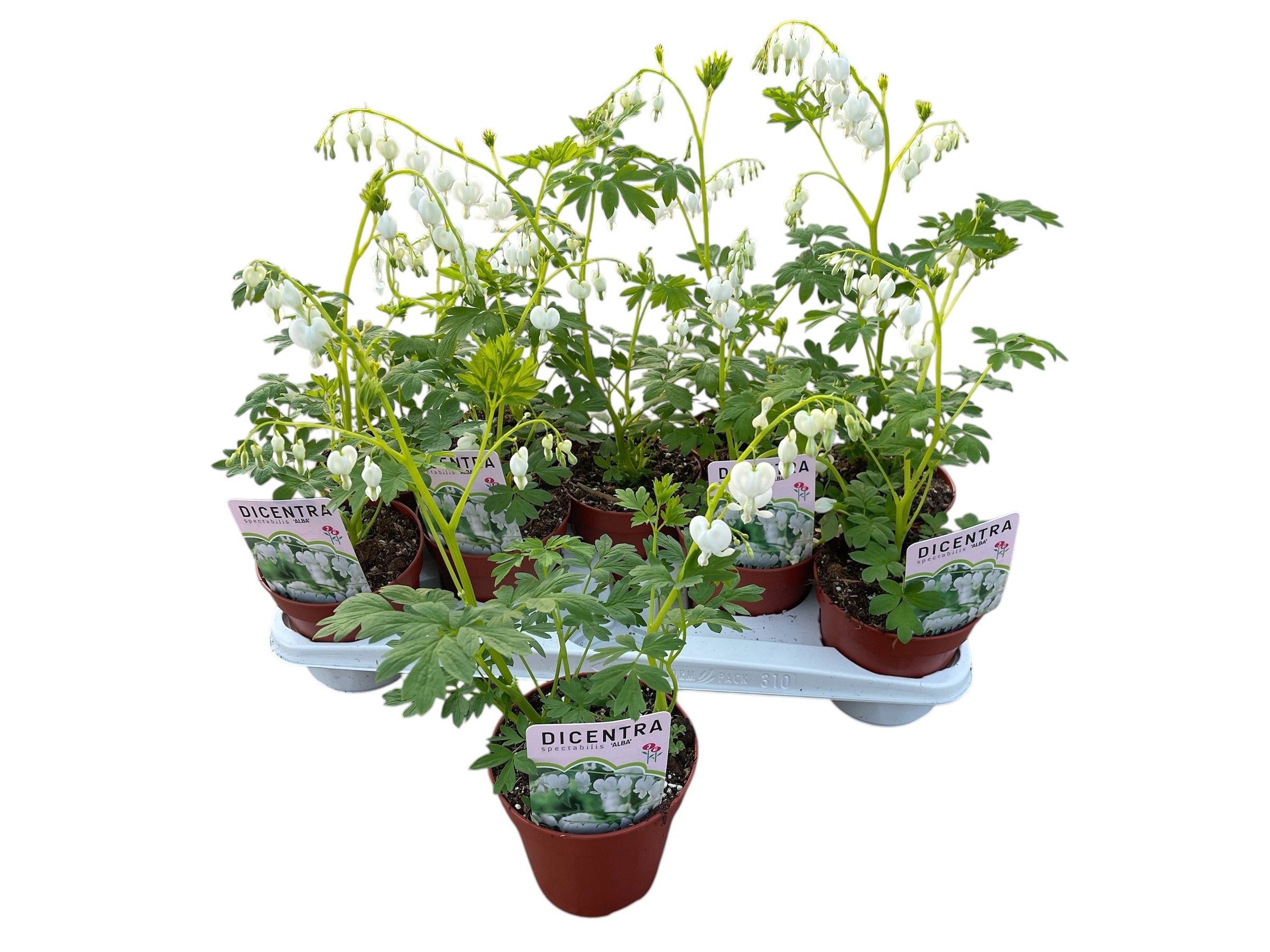 Горшечные цветы и растения оптом Dice Sp Alba от 10шт из Голландии с доставкой по России