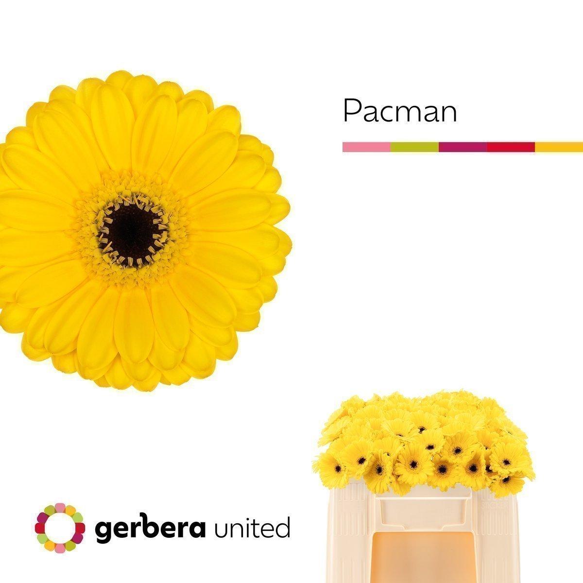 Срезанные цветы оптом Germini pacman от 80шт. из Голландии с доставкой по России