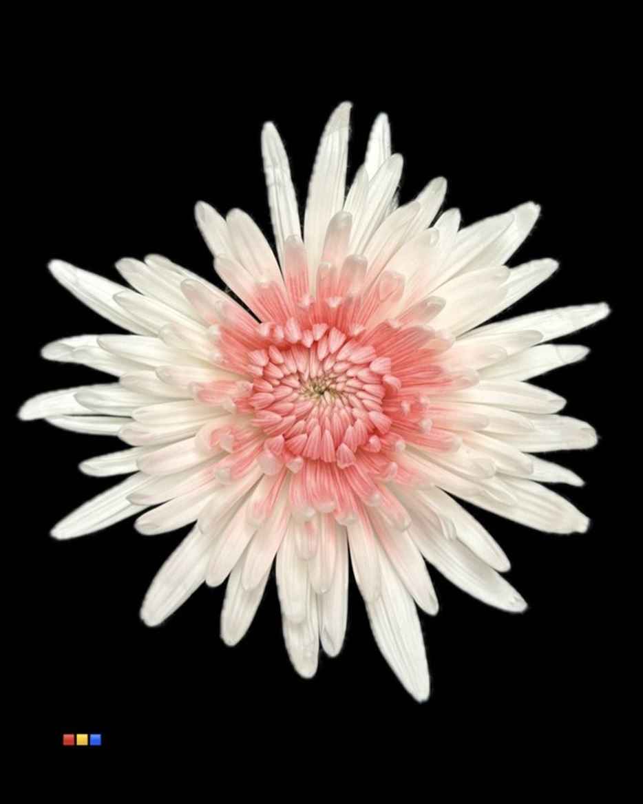 Срезанные цветы оптом Chrys bl paint anastasia white-pink eye от 60шт из Голландии с доставкой по России