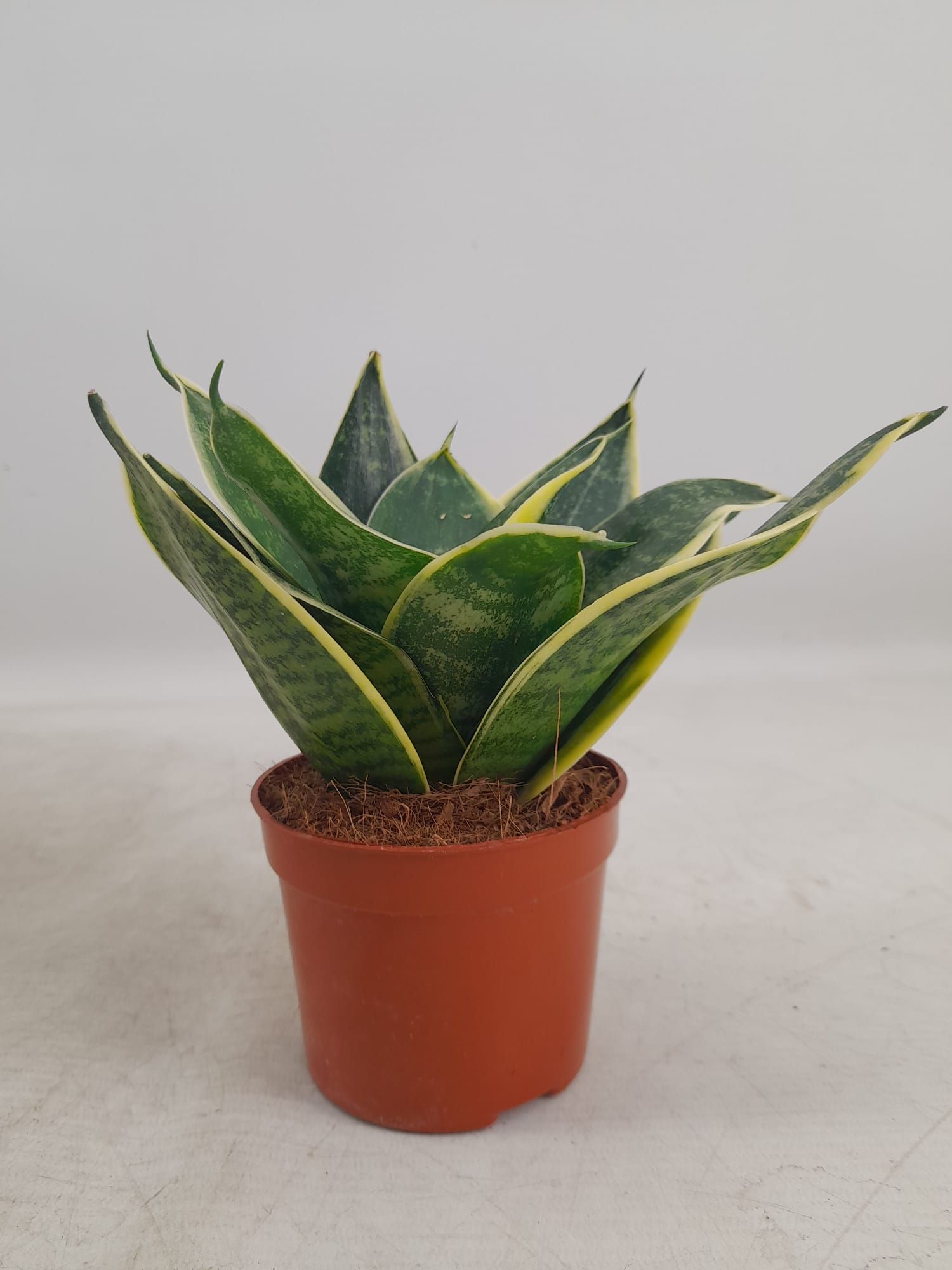 Горшечные цветы и растения оптом Sansevieria Hahnii Super Hahnii(decorum) от 18шт (для телеги) из Голландии с доставкой по России