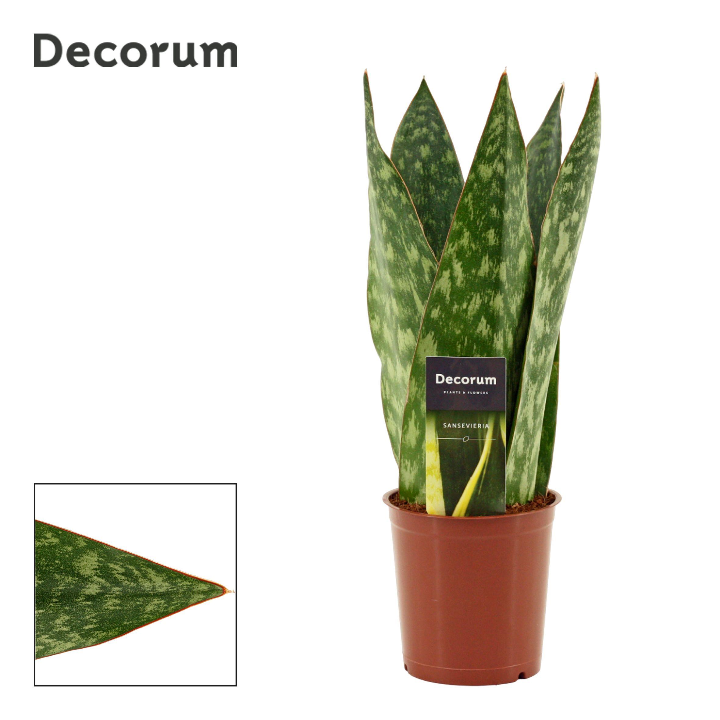 Горшечные цветы и растения оптом Sansevieria Jamaiquina Queen (dec) от 10шт из Голландии с доставкой по России