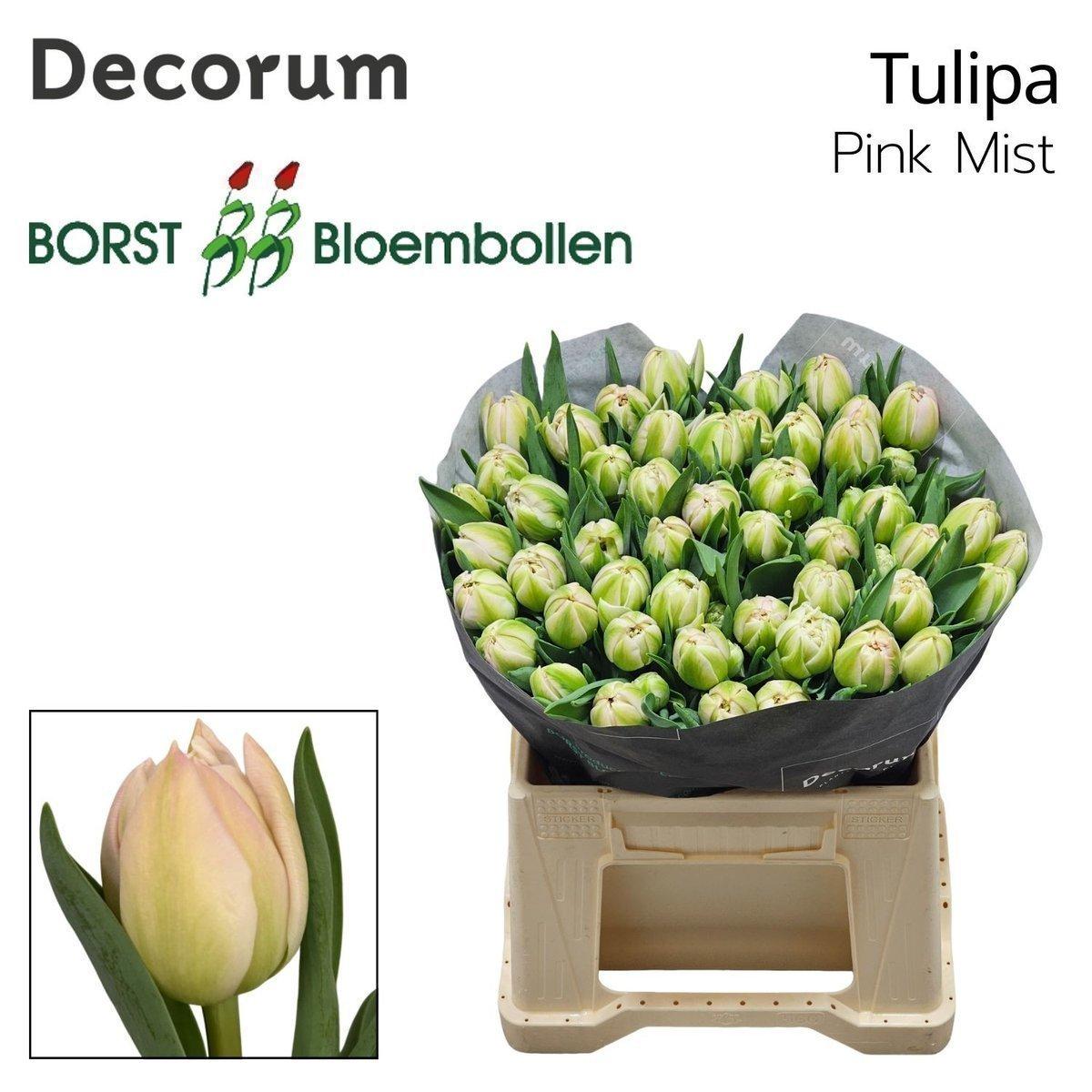 Срезанные цветы оптом Tulipa do pink mist от 50шт из Голландии с доставкой по России
