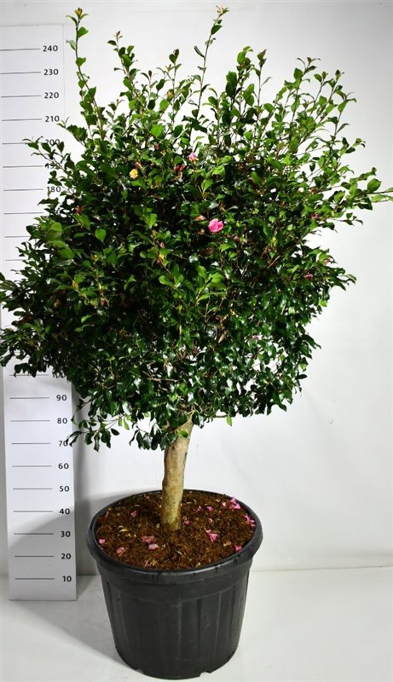 Горшечные цветы и растения оптом Camellia Jap Cleopatra от 1шт из Голландии с доставкой по России