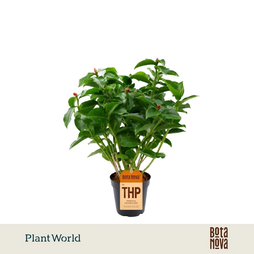 Горшечные цветы и растения оптом Costus Woodsonii от 8шт из Голландии с доставкой по России