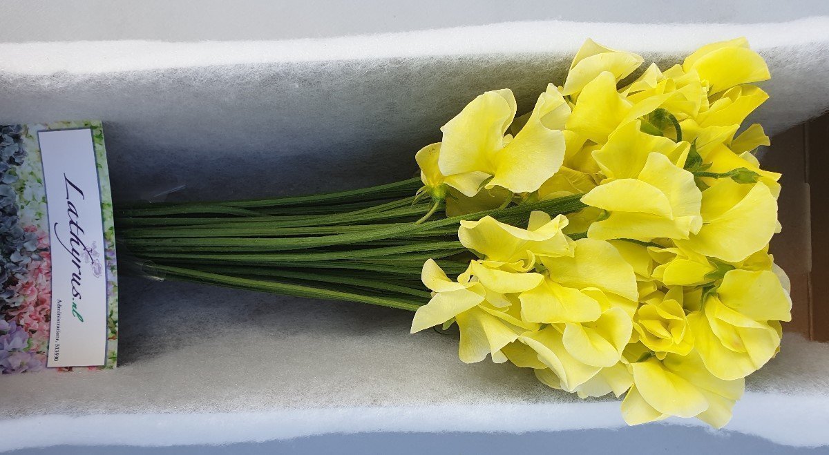 Срезанные цветы оптом Lathyrus paint yellow от 30шт. из Голландии с доставкой по России