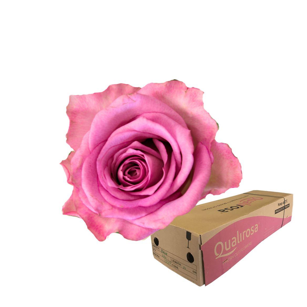 Срезанные цветы оптом Rosa large thriller от 360шт из Голландии с доставкой по России