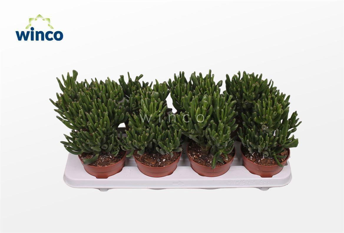 Горшечные цветы и растения оптом Crassula Hobbit от 8шт из Голландии с доставкой по России