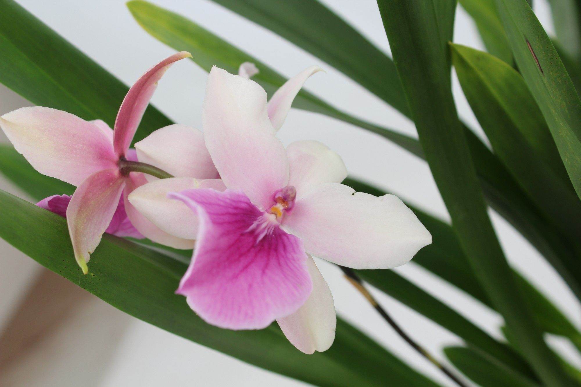 Горшечные цветы и растения оптом Summer 1st Orchid от 6шт из Голландии с доставкой по России
