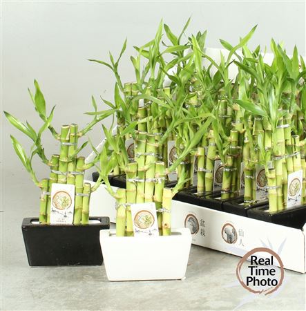 Горшечные цветы и растения оптом Dra Lucky Bamboo от 18шт из Голландии с доставкой по России