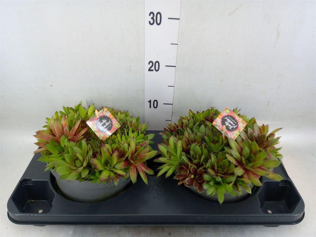 Горшечные цветы и растения оптом Sempervivum   ... от 2шт из Голландии с доставкой по России