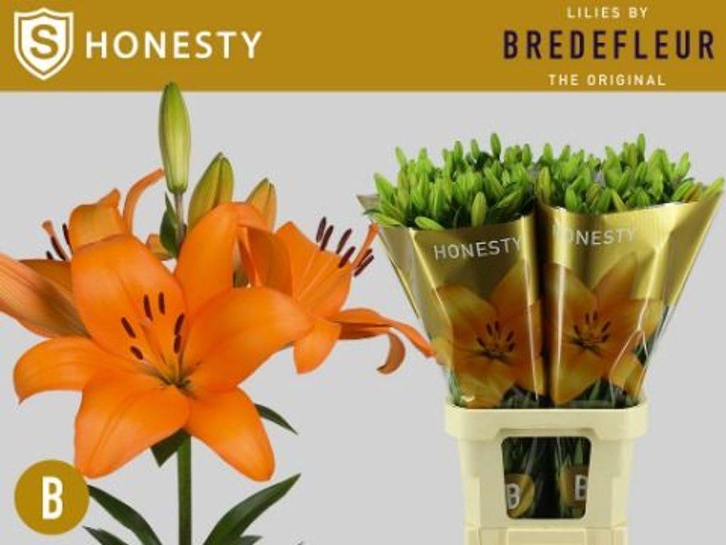 Срезанные цветы оптом Lilium la honesty supra от 50шт из Голландии с доставкой по России