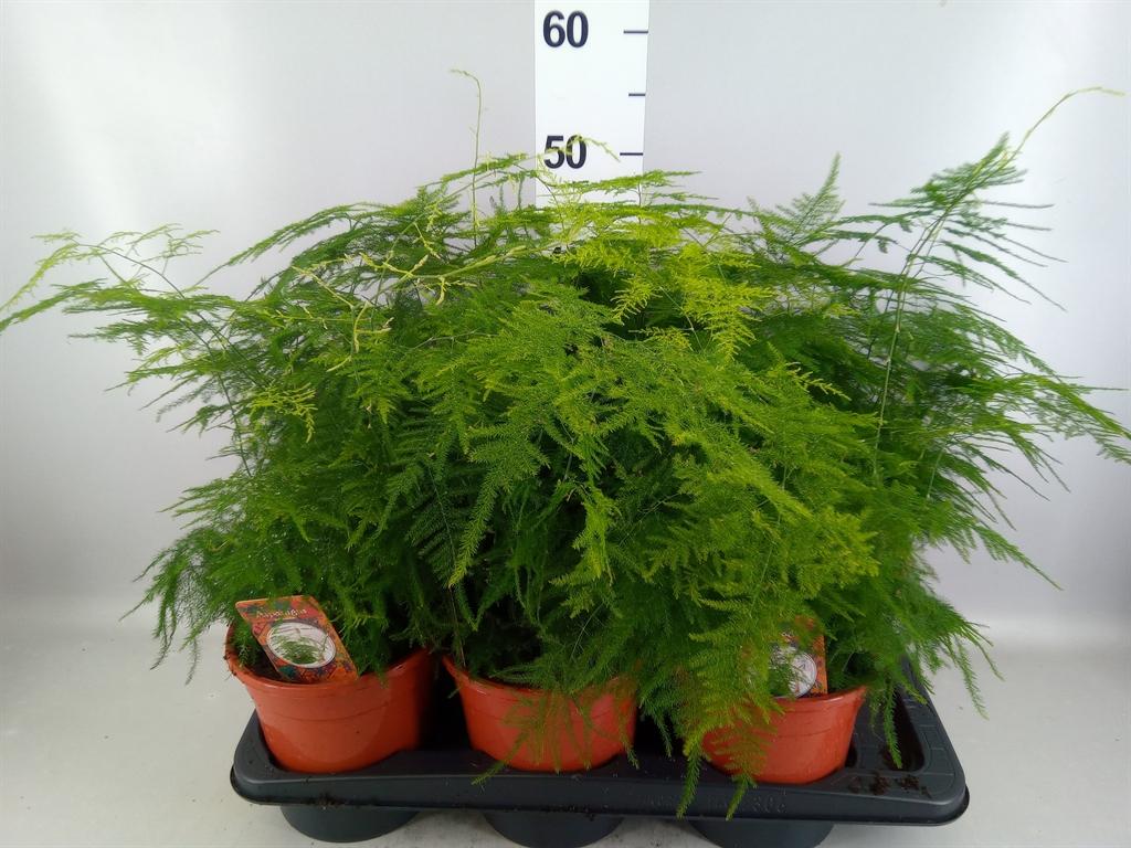 Горшечные цветы и растения оптом Asparagus Setaceus от 6шт из Голландии с доставкой по России