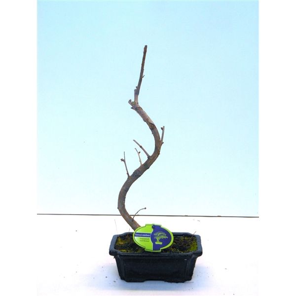 Горшечные цветы и растения оптом Bonsai Ginkgo Biloba Shape от 5шт из Голландии с доставкой по России