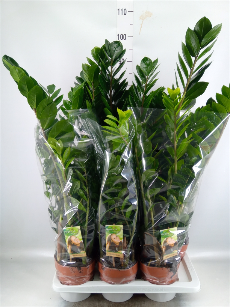 Горшечные цветы и растения оптом Zamioculcas Zamiifolia от 6шт из Голландии с доставкой по России