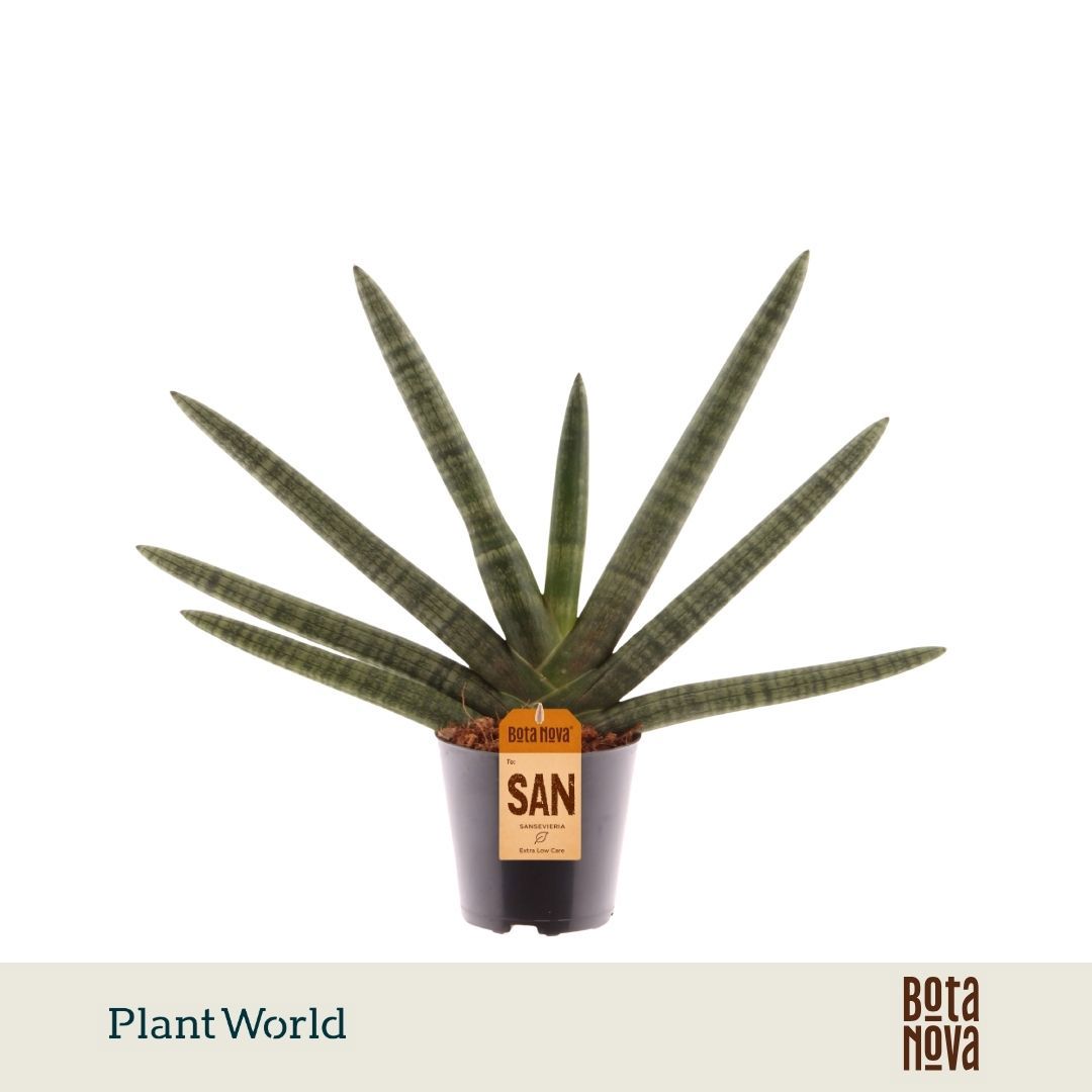 Горшечные цветы и растения оптом Sansevieria Cylindrica Skyline от 6шт из Голландии с доставкой по России